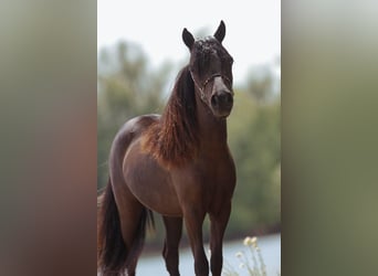 American Miniature Horse, Stute, Fohlen (04/2023), 83 cm, Tovero-alle-Farben