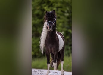 American Miniature Horse, Stute, Fohlen (04/2023), 83 cm, Tovero-alle-Farben
