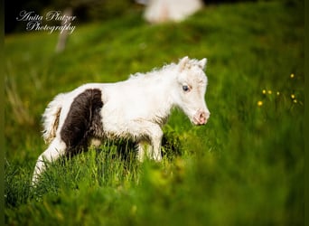 American Miniature Horse, Stute, Fohlen (04/2023), 83 cm, Tovero-alle-Farben