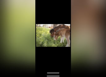 American Miniature Horse Mix, Stute, Fohlen (04/2023), 85 cm, Brauner