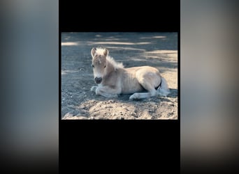 American Miniature Horse Mix, Stute, Fohlen (05/2023), 85 cm, Pearl