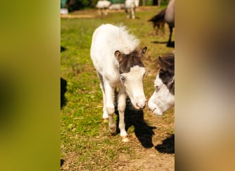 American Miniature Horse, Stute, Fohlen (06/2025), Tovero-alle-Farben