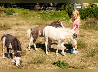 American Miniature Horse, Stute, Fohlen (06/2025), Tovero-alle-Farben