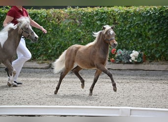 American Miniature Horse, Stute, Fohlen (01/2025)