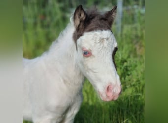 American Miniature Horse, Stute, Fohlen (05/2026)