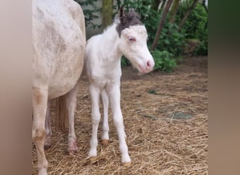 American Miniature Horse, Stute, Fohlen (05/2026)