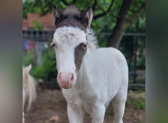 American Miniature Horse, Stute, Fohlen (05/2026)