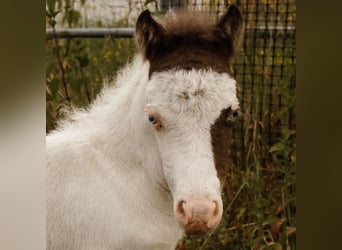 American Miniature Horse, Stute, Fohlen (05/2026)