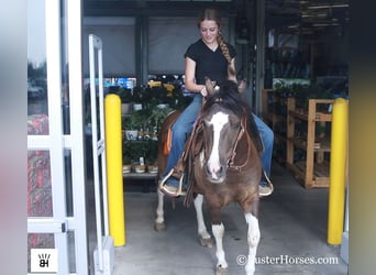 American Miniature Horse, Wallach, 11 Jahre, 117 cm, Tobiano-alle-Farben