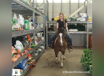 American Miniature Horse, Wallach, 11 Jahre, 117 cm, Tobiano-alle-Farben