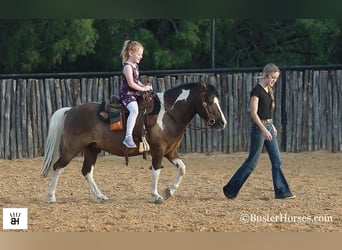 American Miniature Horse, Wallach, 11 Jahre, 117 cm, Tobiano-alle-Farben