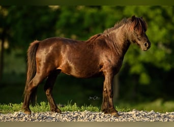American Miniature Horse, Wallach, 11 Jahre, 97 cm, Rappe