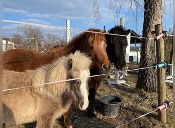 American Miniature Horse, Wallach, 11 Jahre