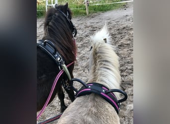 American Miniature Horse, Wallach, 11 Jahre