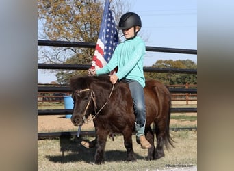 American Miniature Horse, Wallach, 12 Jahre, 86 cm, Rappe