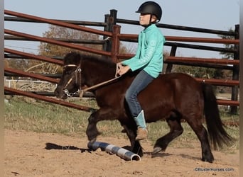 American Miniature Horse, Wallach, 12 Jahre, 86 cm, Rappe