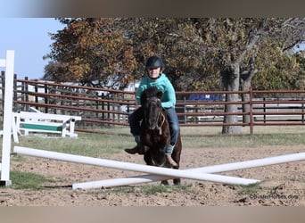 American Miniature Horse, Wallach, 12 Jahre, 86 cm, Rappe