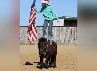 American Miniature Horse, Wallach, 12 Jahre, 86 cm, Rappe