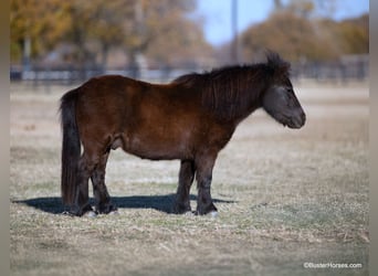 American Miniature Horse, Wallach, 12 Jahre, 86 cm, Rappe