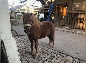 American Miniature Horse, Wallach, 12 Jahre