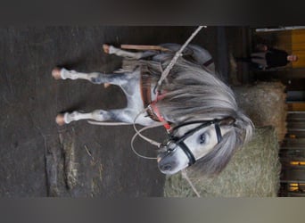 American Miniature Horse, Wallach, 12 Jahre, Schimmel