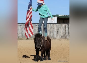American Miniature Horse, Wallach, 14 Jahre, 86 cm, Rappe