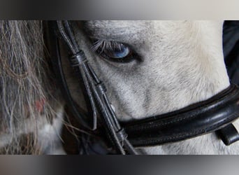 American Miniature Horse, Wallach, 14 Jahre, Schimmel