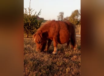 American Miniature Horse, Wallach, 1 Jahr, 61 cm, Rotfuchs