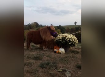 American Miniature Horse, Wallach, 1 Jahr, 61 cm, Rotfuchs