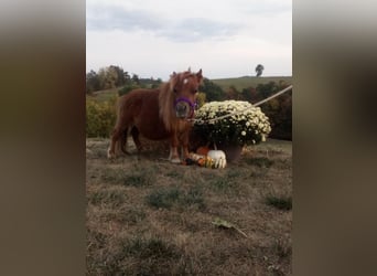 American Miniature Horse, Wallach, 1 Jahr, 61 cm, Rotfuchs