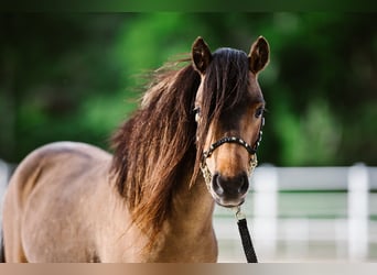 American Miniature Horse, Wallach, 3 Jahre, 83 cm, Brauner