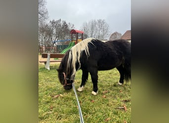 American Miniature Horse, Wallach, 4 Jahre, 100 cm, Schecke