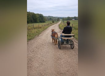 American Miniature Horse, Wallach, 4 Jahre, 60 cm, Dunkelfuchs