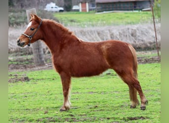 American Miniature Horse, Wallach, 4 Jahre, 60 cm, Dunkelfuchs