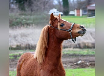 American Miniature Horse, Wallach, 4 Jahre, 60 cm, Dunkelfuchs