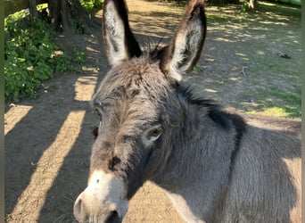 American Miniature Horse, Wallach, 4 Jahre, 82 cm, Schwarzbrauner