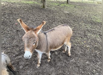 American Miniature Horse, Wallach, 4 Jahre, 82 cm, Schwarzbrauner