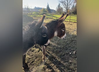 American Miniature Horse, Wallach, 4 Jahre, 82 cm, Schwarzbrauner
