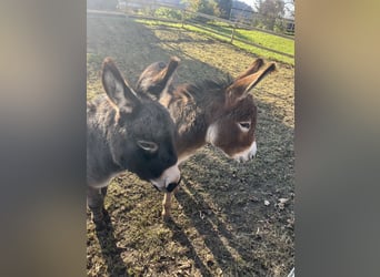 American Miniature Horse, Wallach, 4 Jahre, 82 cm, Schwarzbrauner