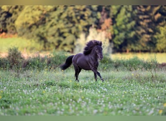 American Miniature Horse, Wallach, 4 Jahre, 85 cm, Rappe