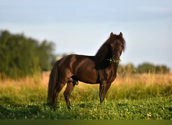 American Miniature Horse, Wallach, 4 Jahre, 85 cm, Rappe