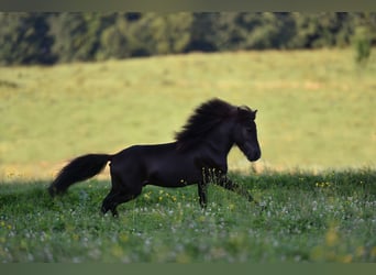 American Miniature Horse, Wallach, 4 Jahre, 85 cm, Rappe
