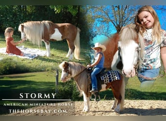 American Miniature Horse, Wallach, 7 Jahre, 104 cm, Tobiano-alle-Farben