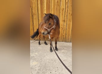 American Miniature Horse, Wallach, 8 Jahre, 88 cm, Brauner