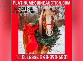 American Miniature Horse, Wallach, 8 Jahre, Roan-Red