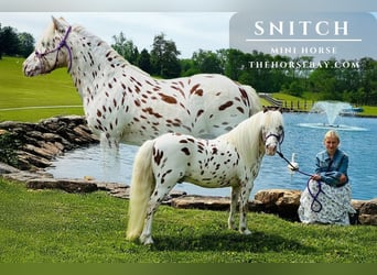American Miniature Horse, Wallach, 9 Jahre, 91 cm, White