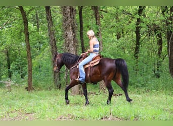 American Morgan Horse, Gelding, 10 years, 14.3 hh, Bay