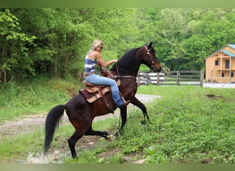 American Morgan Horse, Gelding, 10 years, 14.3 hh, Bay