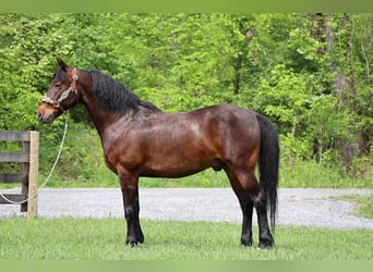 American Morgan Horse, Wallach, 10 Jahre, 14,3 hh, Rotbrauner