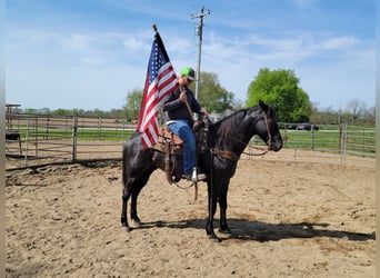 American Morgan Horse, Gelding, 10 years, 15,1 hh, Roan-Blue